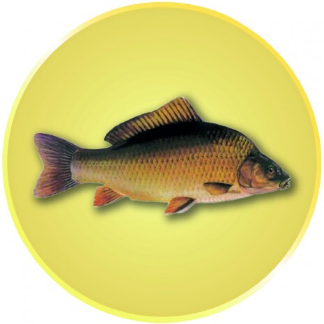 Carp medal insert gold 50 mm