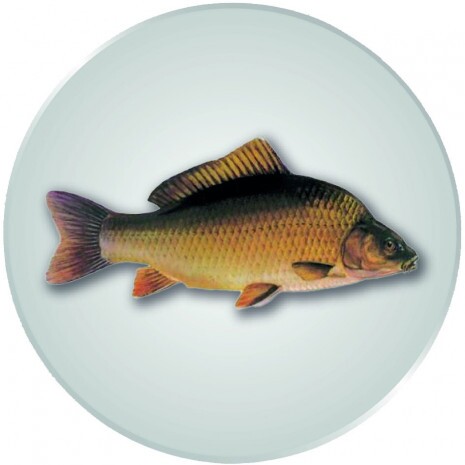 Carp medal insert silver 25 mm