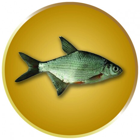 Bream medal insert