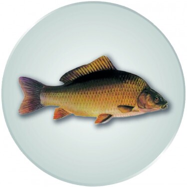 Carp medal insert silver 25 mm