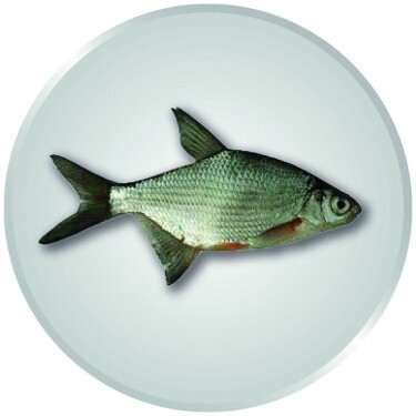 Bream medal insert silver 25 mm