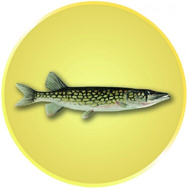 Pike medal insert