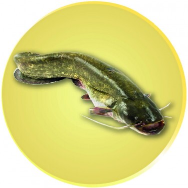 Catfish medal insert