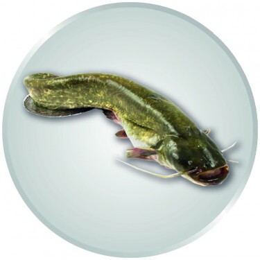 Catfish medal insert silver 25 mm