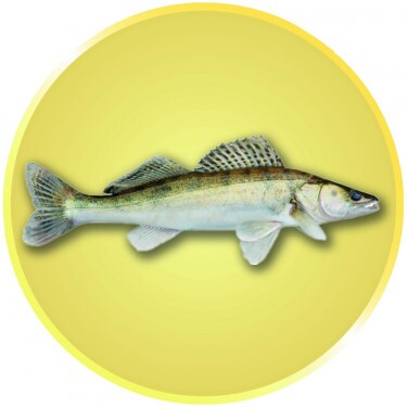 Pike-perch medal insert