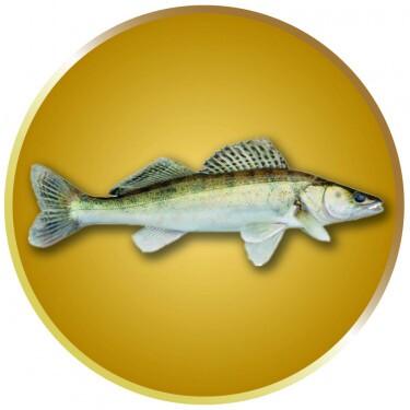 Pike-perch medal insert