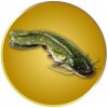 Catfish medal insert